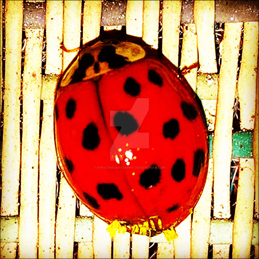 ladybug_by_rwolfbaldassarro-dafwuby